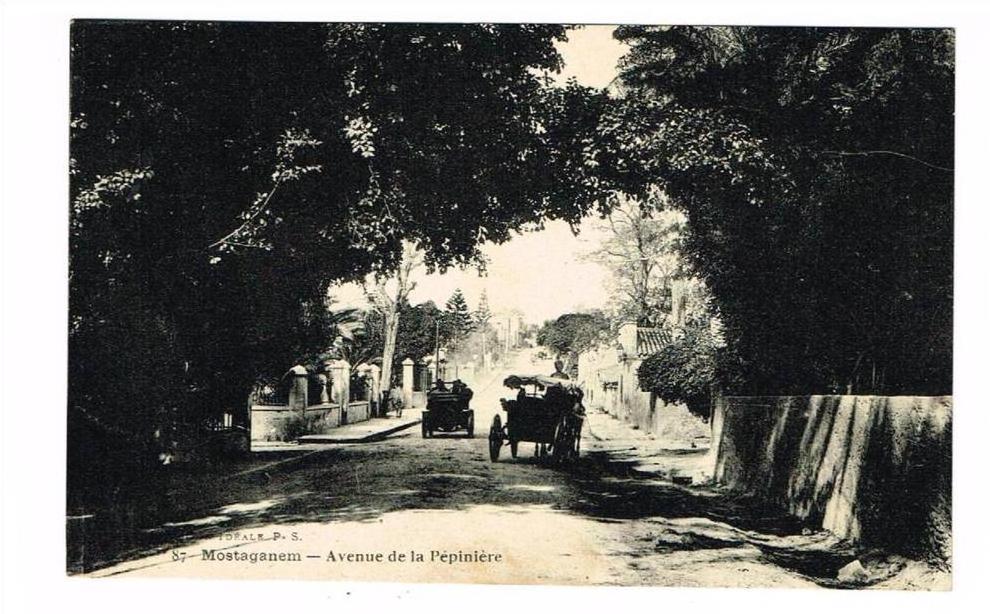 MOSTAGANEM (ALGERIE) - CPA ANIMEE - AVENUE DE LA PEPINIERE