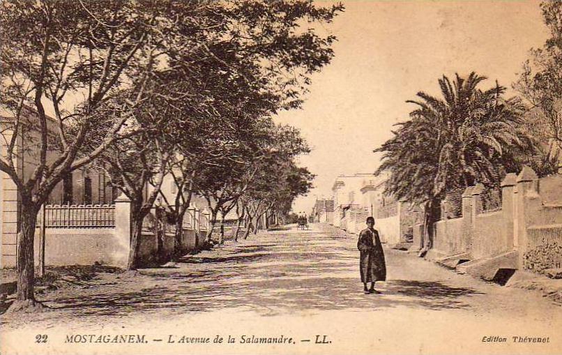 ALGERIE  MOSTAGANEM  L'Avenue de la Salamandre  ...... ( Ref FA358 )