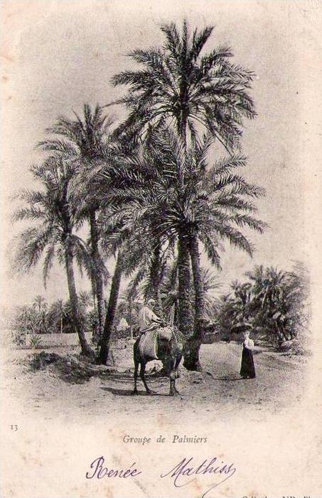 MOSTAGANEM  Groupe de palmiers