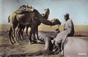 Ouargla (territoire de Touggourt) - Un point d'eau
