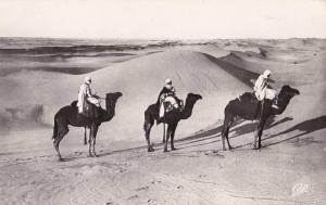 Carte postale photo Ouargla algérie chamelliers dans les dunes de sables circulé édit Bouafia ali ben sedouk