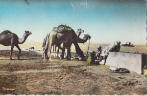 cpsm algerie     ouargla point d eau de tamerna sur la route de touggourt a djamaa vers biskra