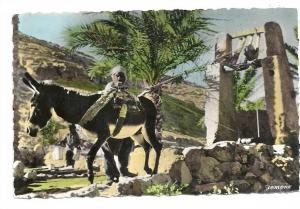 Ouargla (Algérie)  Fellah puisant l'eau à la Noria env 1960 (animée).