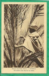 FECONDATION DES REGIMES DE DATTES-  MISSION DES PERES BLANCS OUARGLA