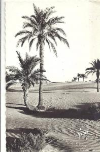 ALGERIE - Ouargla  Paysage saharien