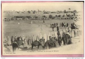 9 Ouargla concours de dressage de Meharis