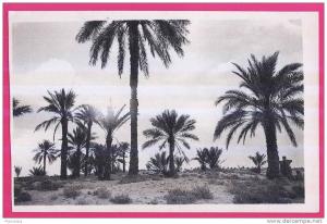 1904 - ALGERIE - OUARGLA -  Dans l´Oasis
