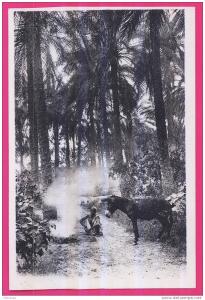 1900 - ALGERIE - OUARGLA -  Dans l´Oasis