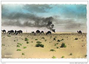 ALGERIE - OUARGLA - (Hassi-Messaoud ) Anachronisme aux environs de la Base  C.F.P.