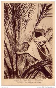 Algérie - Mission des pères blancs - Ouargla - Fécondation des régimes de dattes