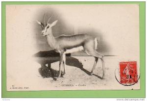 OUARGLA  Gazelle
