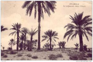 CPA - Ouargla - Le crépuscule dans l'oasis