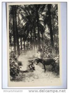 OUARGLA  Oasis homme avec son ane