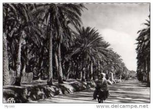 OUARGLA Dans la Palmeraie