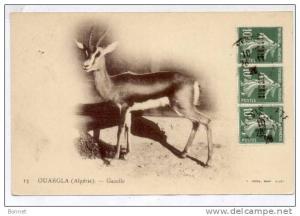 OUARGLA  GAZELLE
