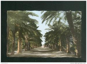 CPSM - Algérie - Ouargla - La Palmeraie ( Ed SIRECKY 21 format CPA)