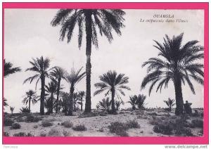 ALGERIE  1222    OUARGLA  Le crépuscule dans l'Oasis