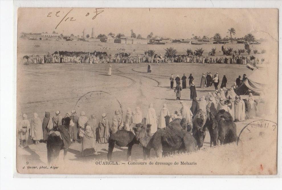 CPA ALGERIE OUARGLA Concours de dressage de Meharis 1908