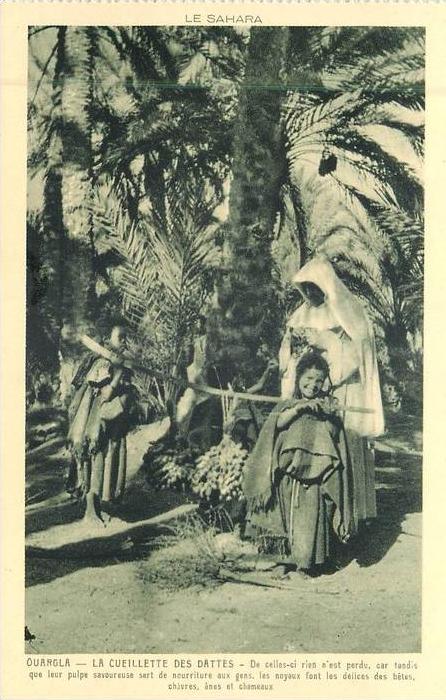 ALGERIE 139 - CPA OUARGLA la cueillette des dattes  vieux métiers    belle carte