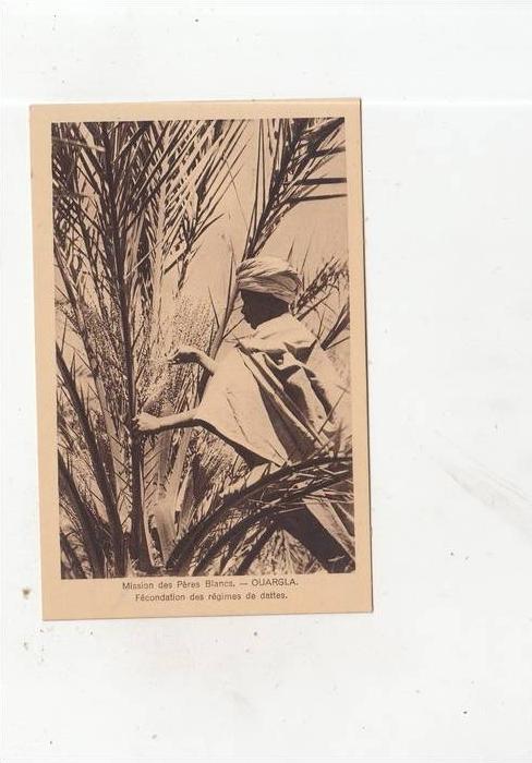 BR57104 Mission des peres blancs Ouargla fecondation des regimes de dattes    2 scans