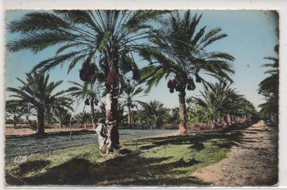 1531 OUARGLA CUEILLETTE DES DATTES