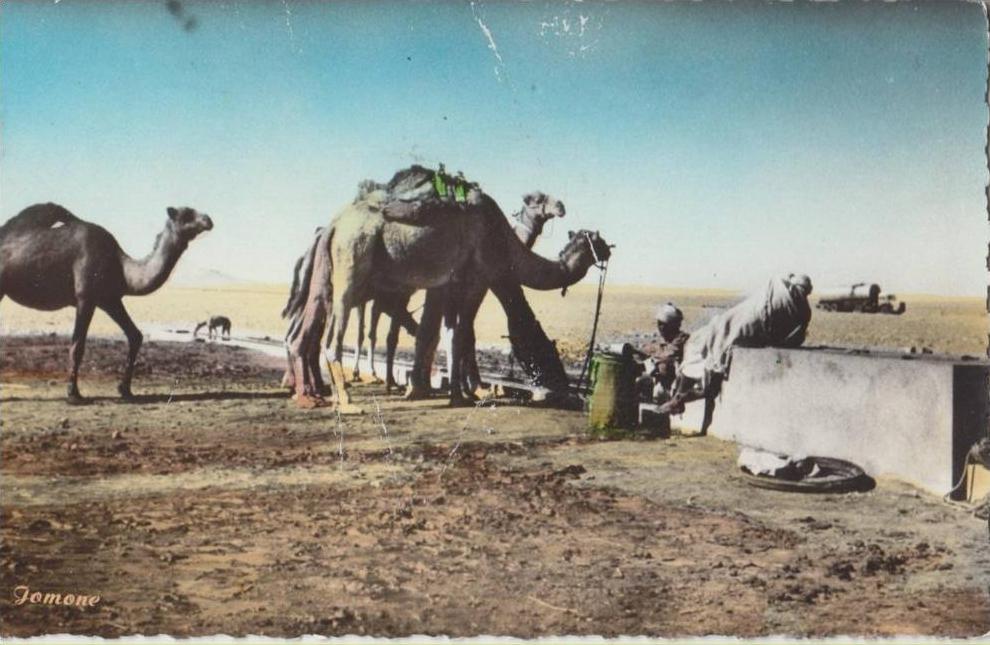cpsm algerie     ouargla point d eau de tamerna sur la route de touggourt a djamaa vers biskra