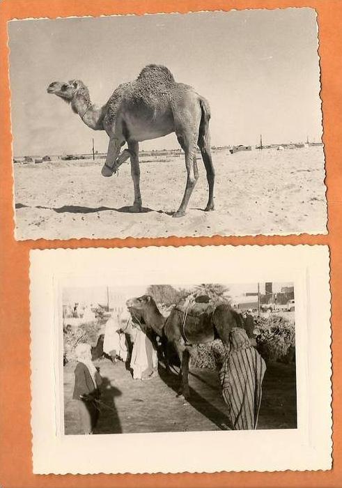 24sc   ALGERIE OUARGLA LOT DE 2 PHOTOS ORIGINALES DROMADAIRES