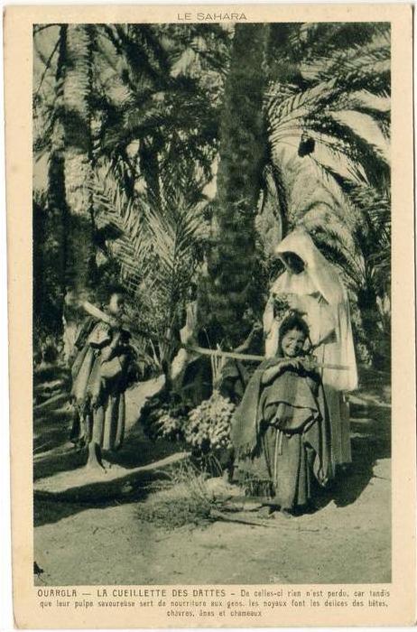 CPA   ALGERIE  OUARGLA La Cueillette des Dattes     Y5/4029