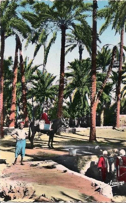 L15D_47 - Ouargla (Territoire de Touggourt) - 256 H - La Palmeraie