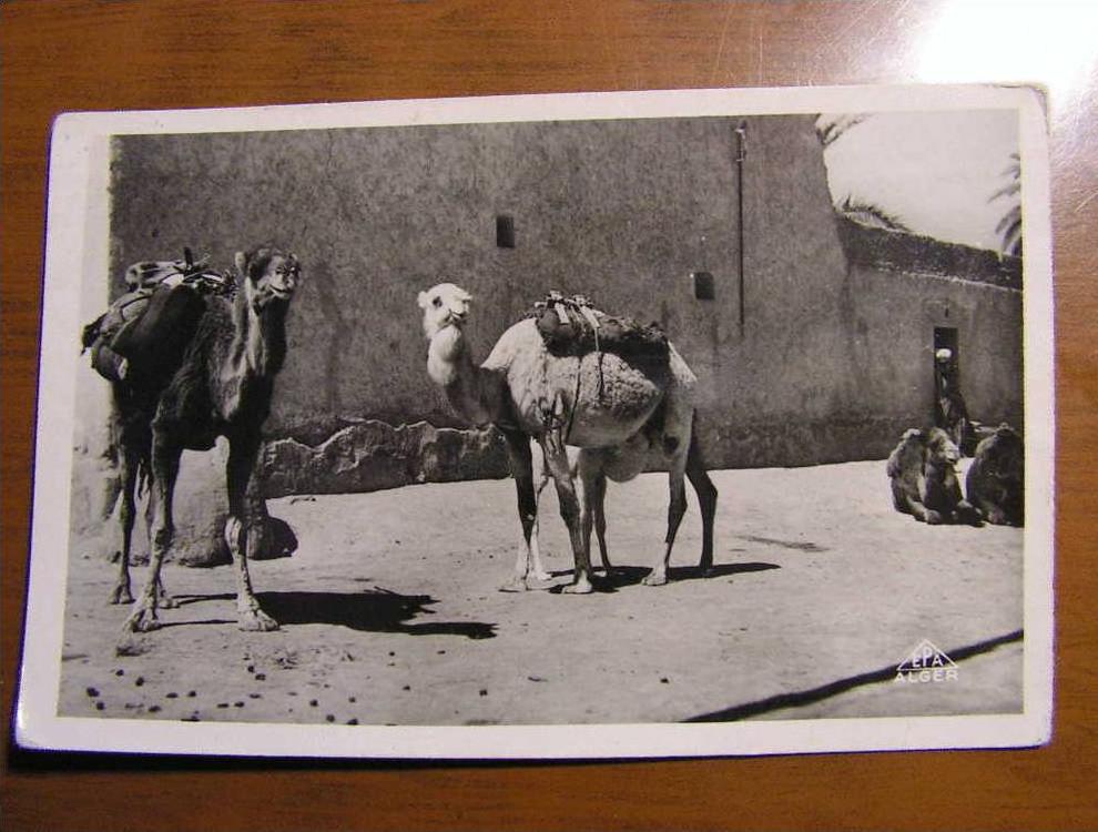 CPSM petit format Ouargla chamelle allaitant son petit