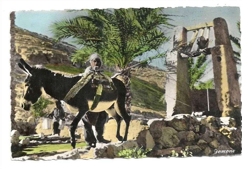 Ouargla (Algérie)  Fellah puisant l'eau à la Noria env 1960 (animée).