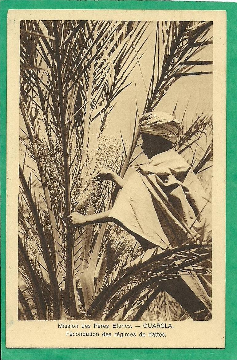 FECONDATION DES REGIMES DE DATTES-  MISSION DES PERES BLANCS OUARGLA