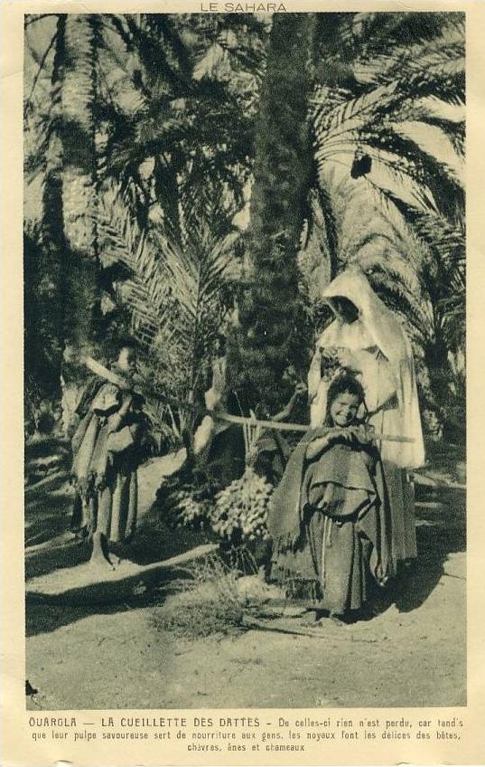 Ouargla .  La cueillette des dattes  .  SUPERBE PHOTOGRAVURE .
