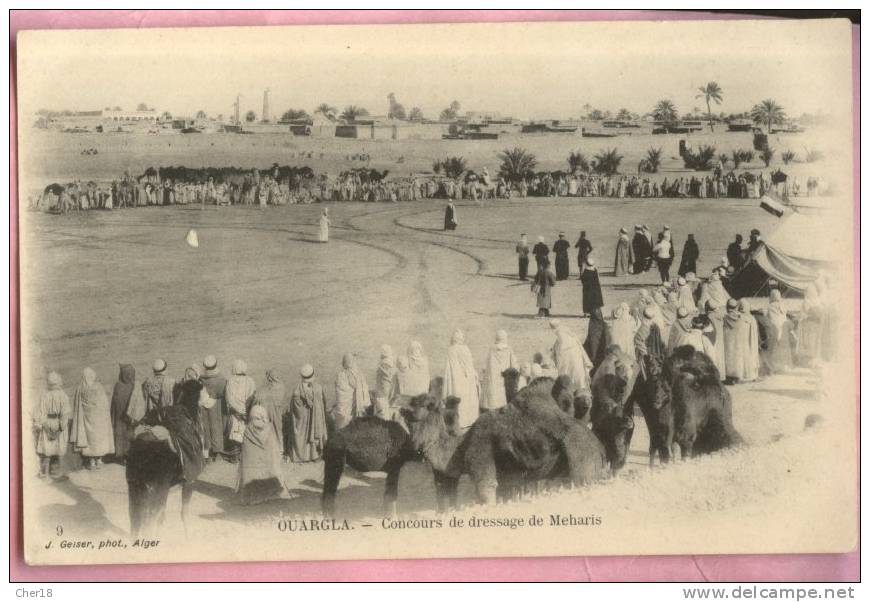 9 Ouargla concours de dressage de Meharis