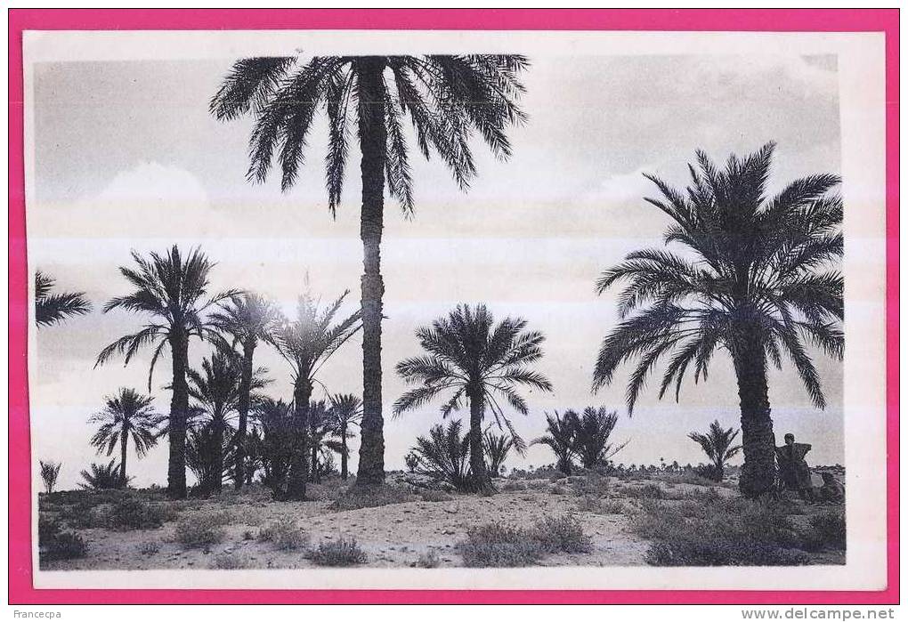1904 - ALGERIE - OUARGLA -  Dans l´Oasis