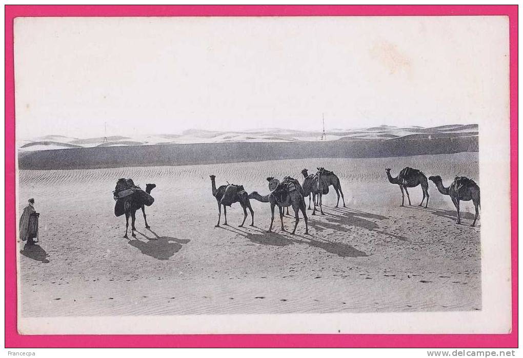 1902 - ALGERIE - OUARGLA -  Caravane au désert