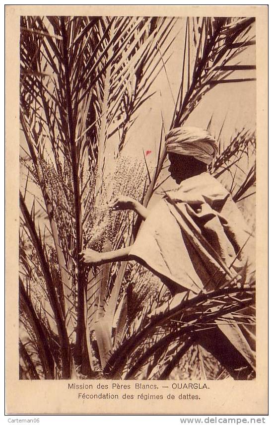 Algérie - Mission des pères blancs - Ouargla - Fécondation des régimes de dattes