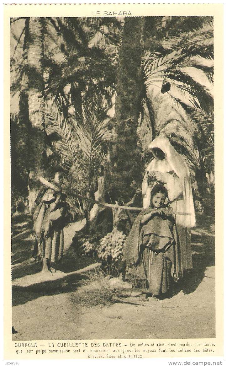 CPA SAHARA OUARGLA CUEILLETTE DES DATTES