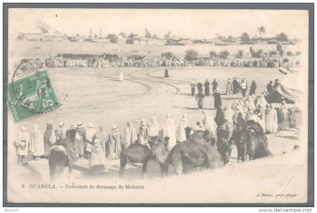 OUARGLA - Concours de dressage de Meharis - Geiser 9
