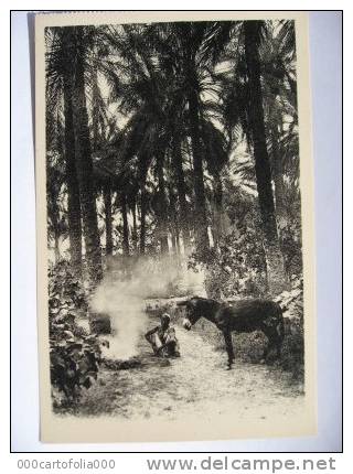 OUARGLA  Oasis homme avec son ane