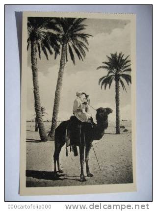 OUARGLA  Guetteur  chameau