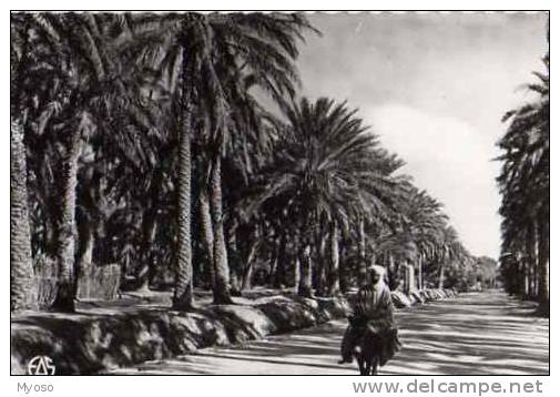 OUARGLA Dans la Palmeraie