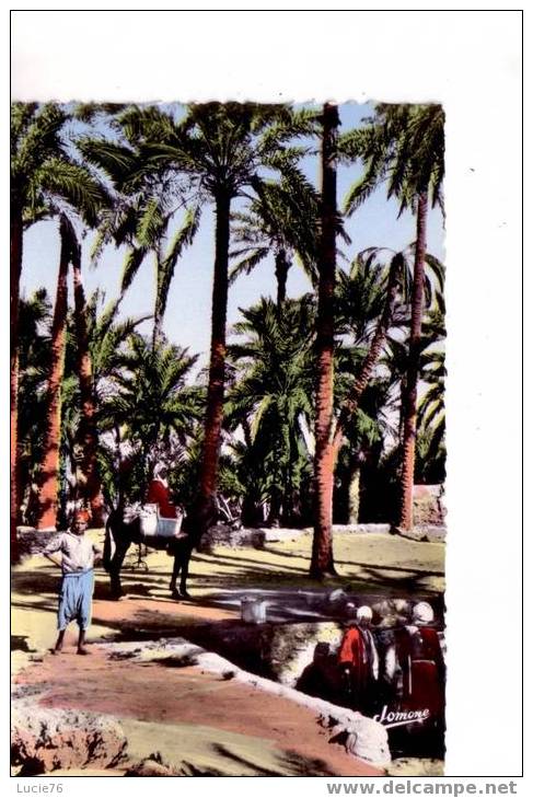 OUARGLA   -  (Territoire de TOUGGOURT)  -   La Palmeraie   -   n° 356 H