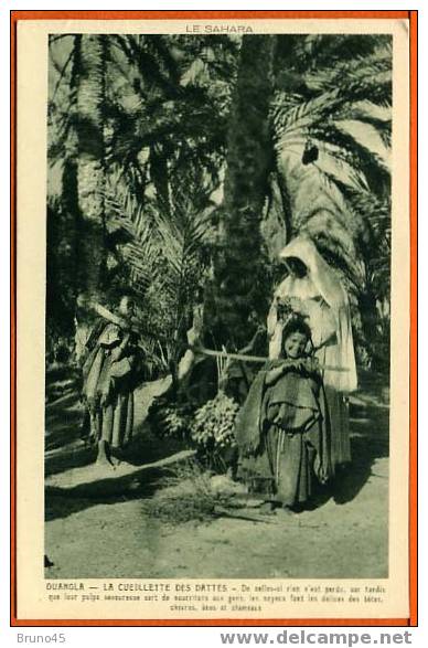 CPA-ANIMEE-OUARGLA - LA CUEILLETTE DES DATTES -  (J 856)