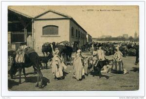 SETIF ALGERIE  LE MARCHE AUX CHAMEAUX