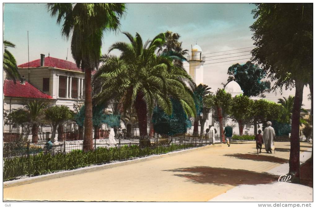 Algérie  - SAIDA - La Commune mixte (animation)   *PRIX FIXE