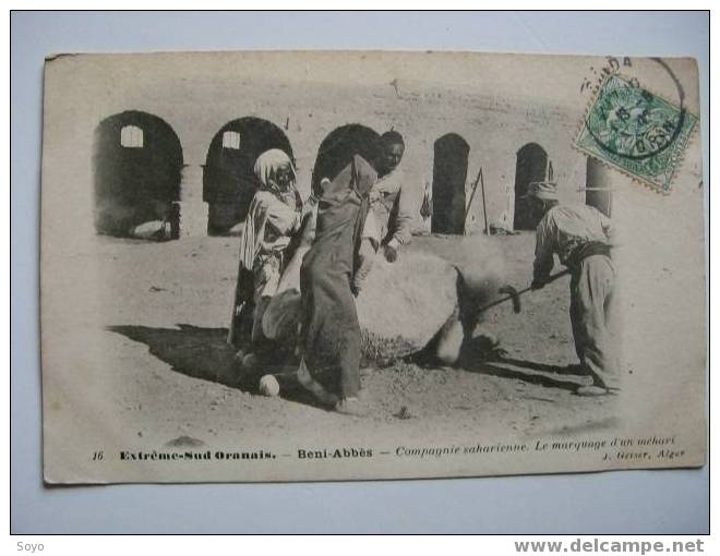 Beni Abbes Extreme Sud Oranais Compagnie Saharienne le marquage d un mehari .Voy. Saida