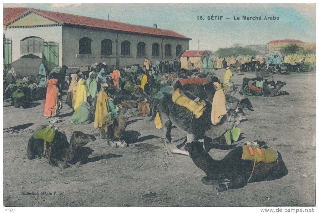 SETIF -  Le Marché Arabe - Dromadaires