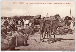 ALGERIE - SETIF - Arrivage des Chameleirs du Sud - Commerce des Dattes