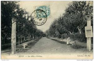 CPA  SETIF COLONNES LES ALLEES  D´ORLEANS ANIMEE VOIR SCANER